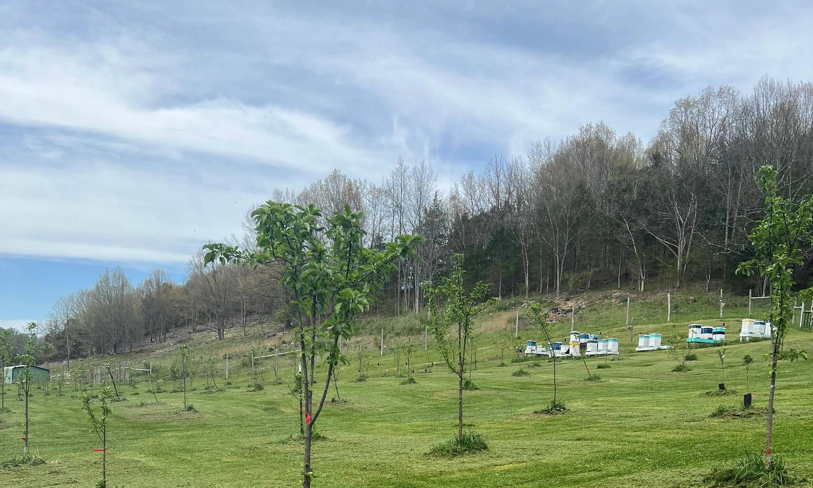 Rows of apple trees with a line of bee hives beyond at Honey Tree Orchard & Apiary, Cedar Bluff, Virginia