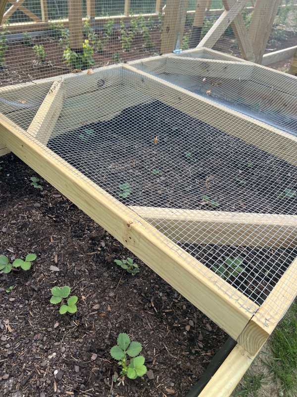 A wooden bed covered in wire screen with small green seedlings inside