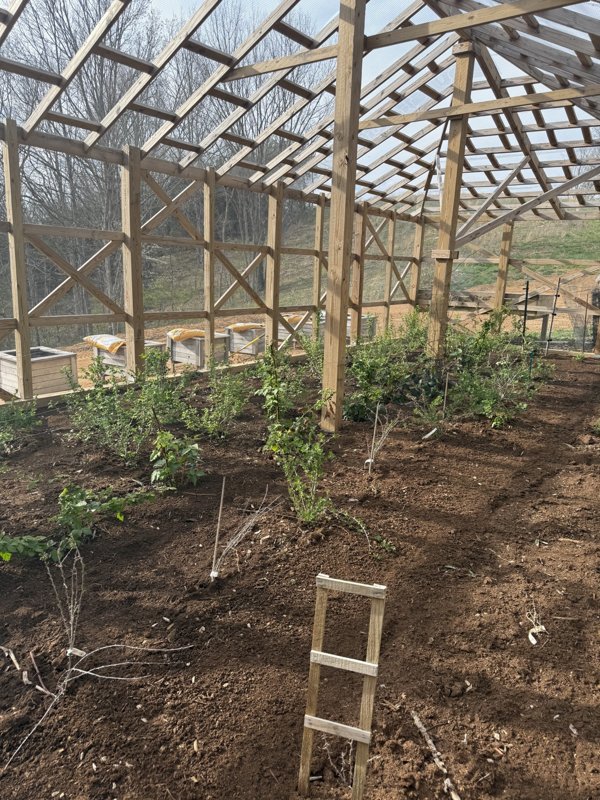 Spring canes and fresh soil inside the berry cage
