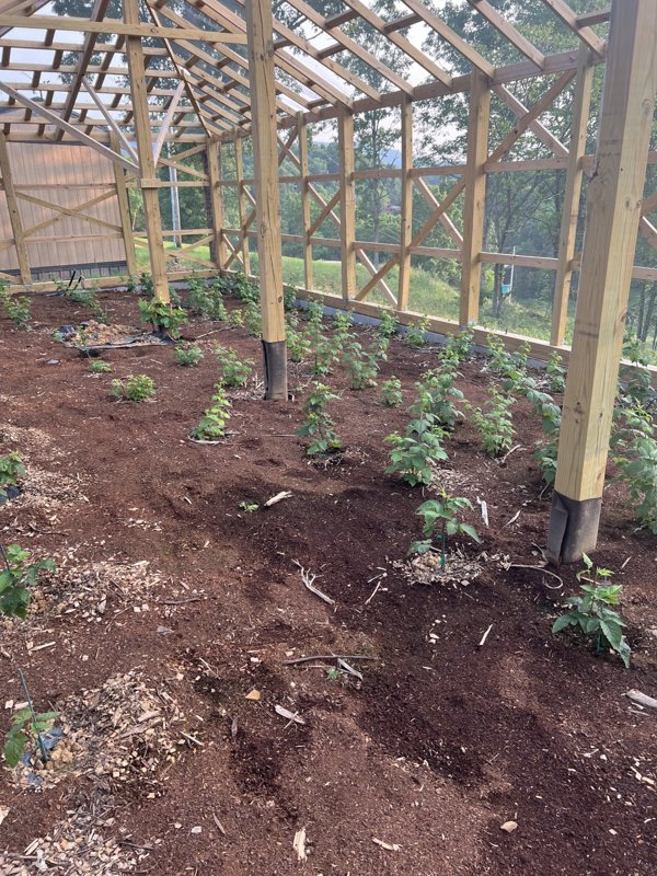 Young berry plants growing along trellis wires in fresh soil
