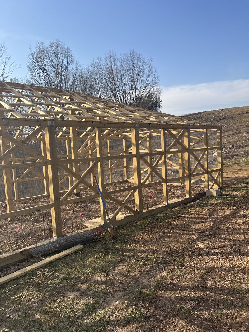 The X-braced timber frame of the berry cage standing on the hillside in March sun