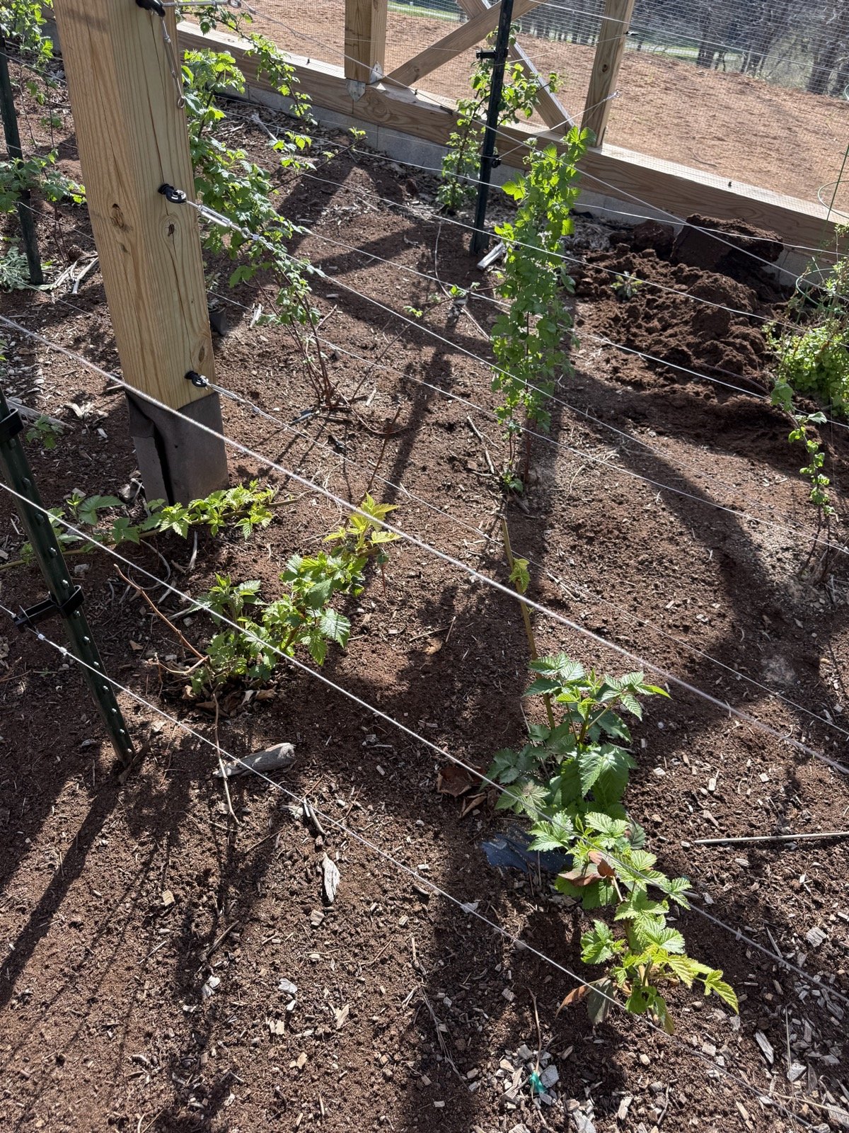 Rows of berry plants leafing out inside the timber berry cage