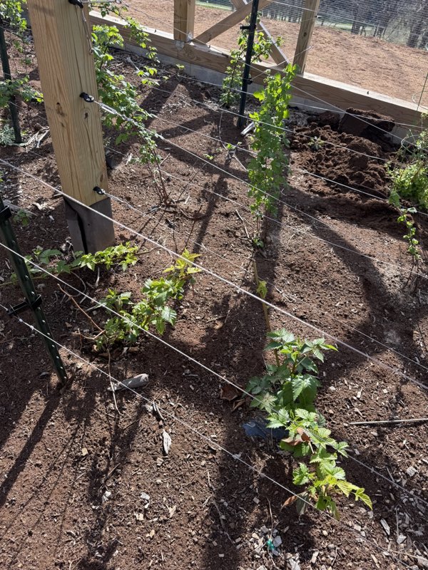 Two long rows of berry plants leafing out inside the timber berry cage