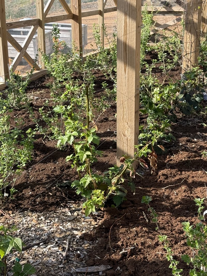 Berry vines climbing a post in dark fresh soil inside the cage