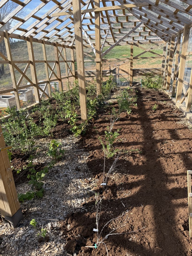 Rows of young berry plants in fresh soil under the cage roof
