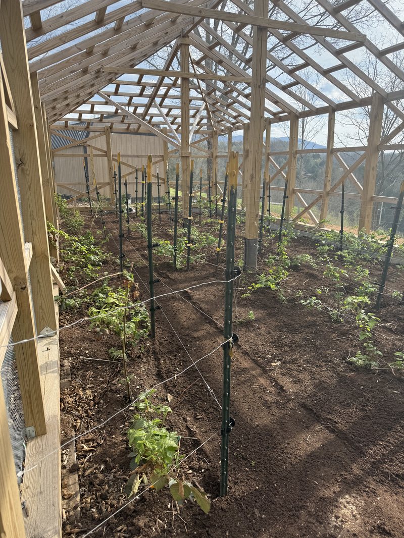 Staked berry plants leafing out along the cage wall