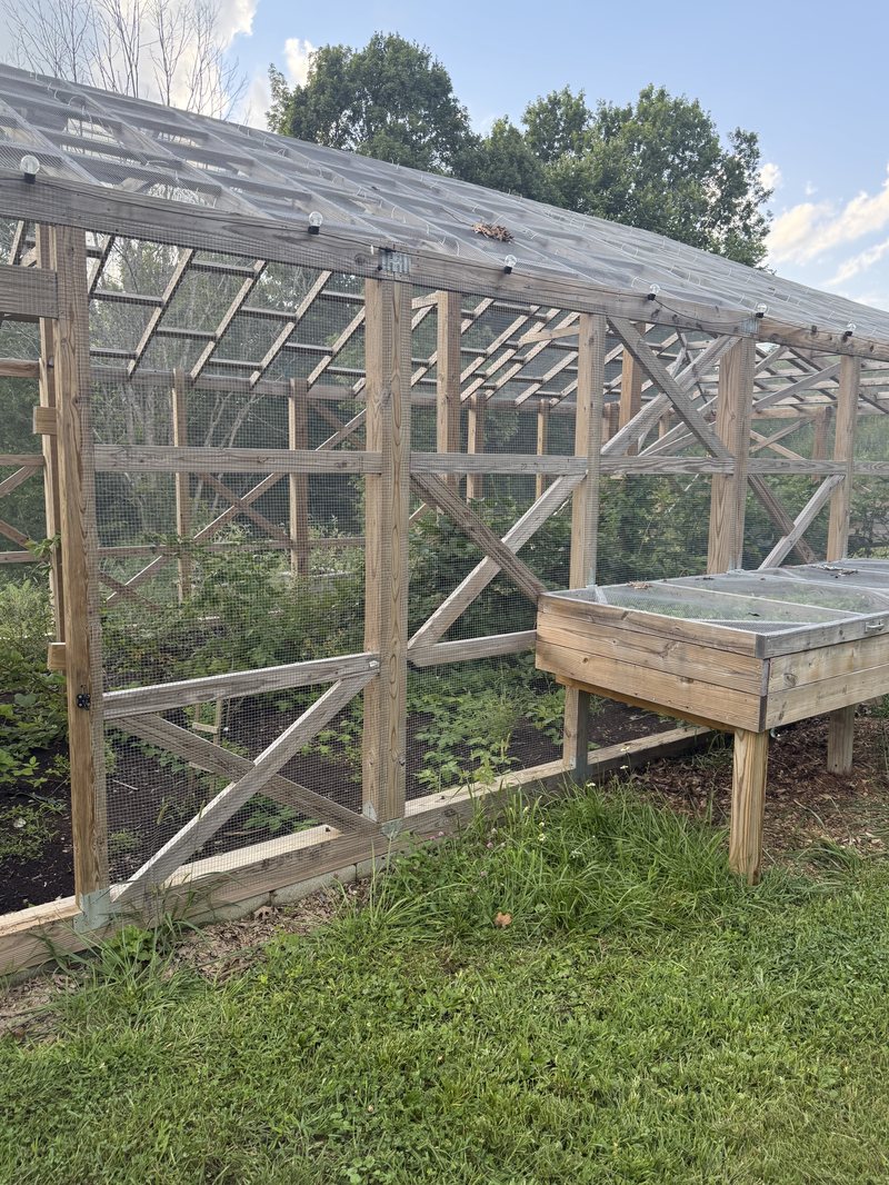 The berry cage in summer, with wire mesh walls, X-braced wooden posts, a clear roof and a screened strawberry bed outside