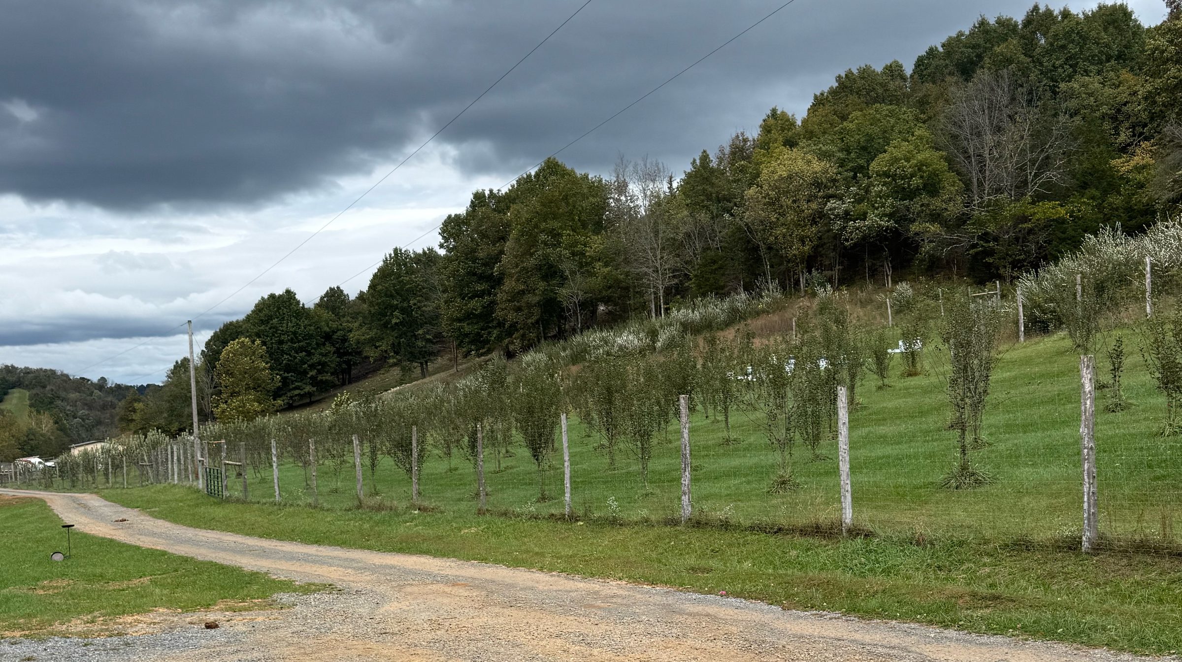 The farm road curving along the orchard fence line, young apple trees on the hillside, Honey Tree Orchard & Apiary, October 2026