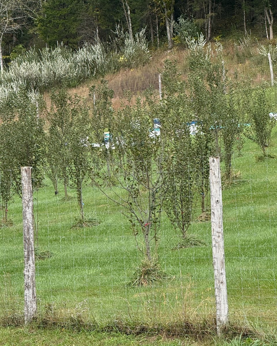 Young apple trees with bee hives behind them on the hillside, Honey Tree Orchard & Apiary, October 2026