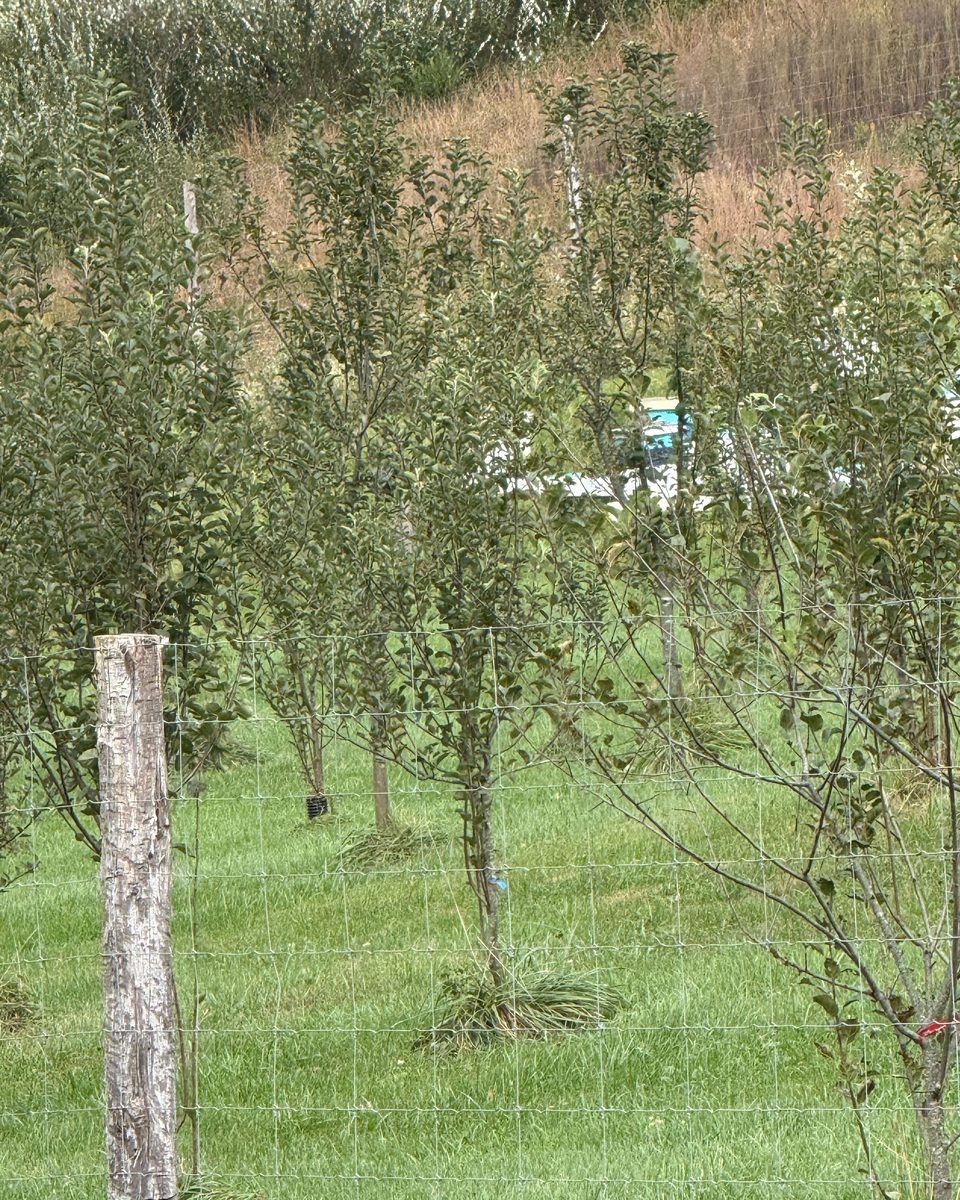 Bee hives among the rows of young apple trees, seen through the orchard fence, Honey Tree Orchard & Apiary, October 2026