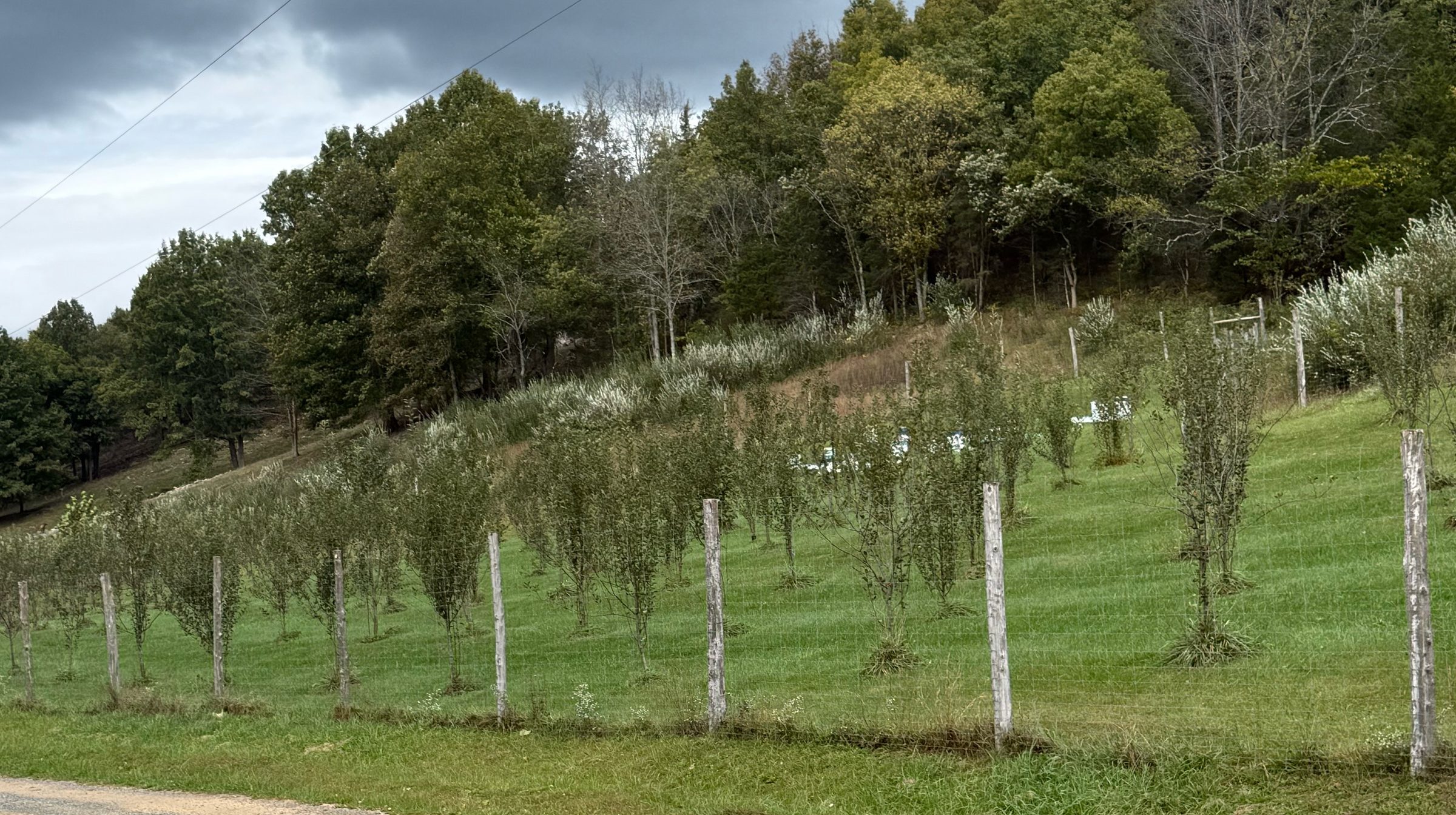 Gravel road beside the fenced orchard on the slope under a stormy sky, Honey Tree Orchard & Apiary, Cedar Bluff, Virginia, October 2026