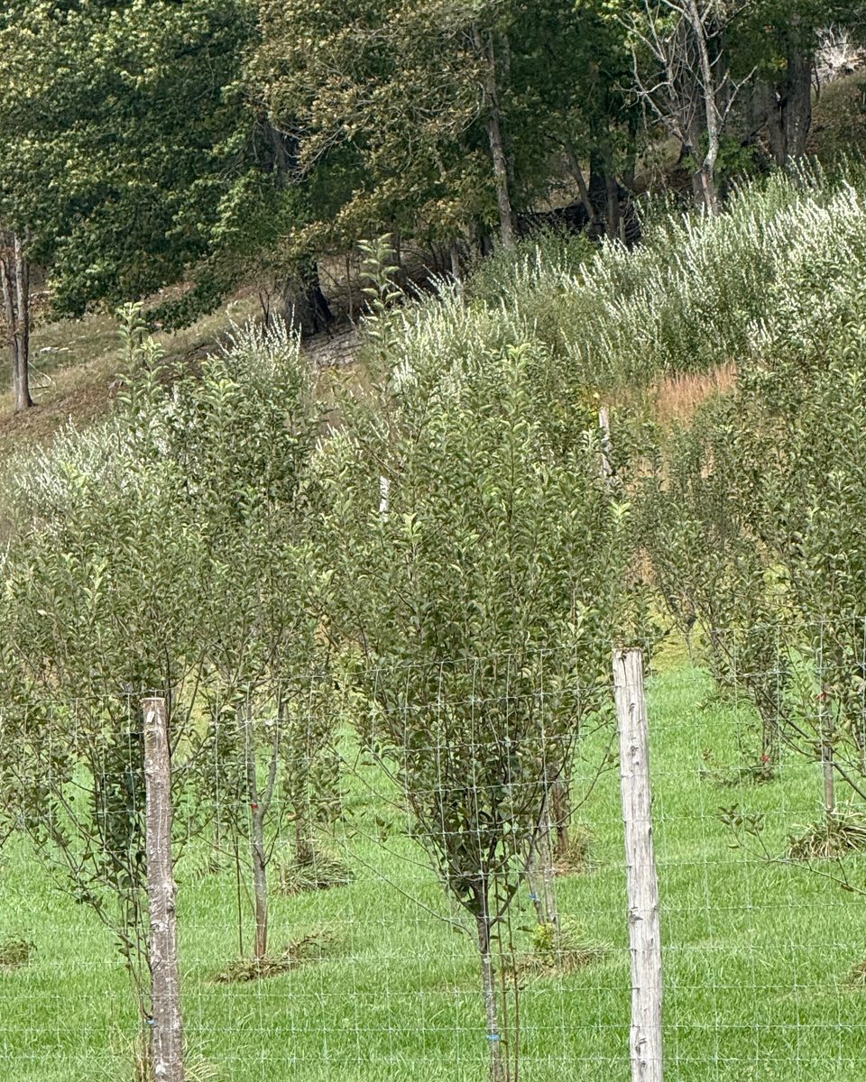 Young apple trees in rows on the orchard slope below a wooded hillside, Honey Tree Orchard & Apiary, October 2026