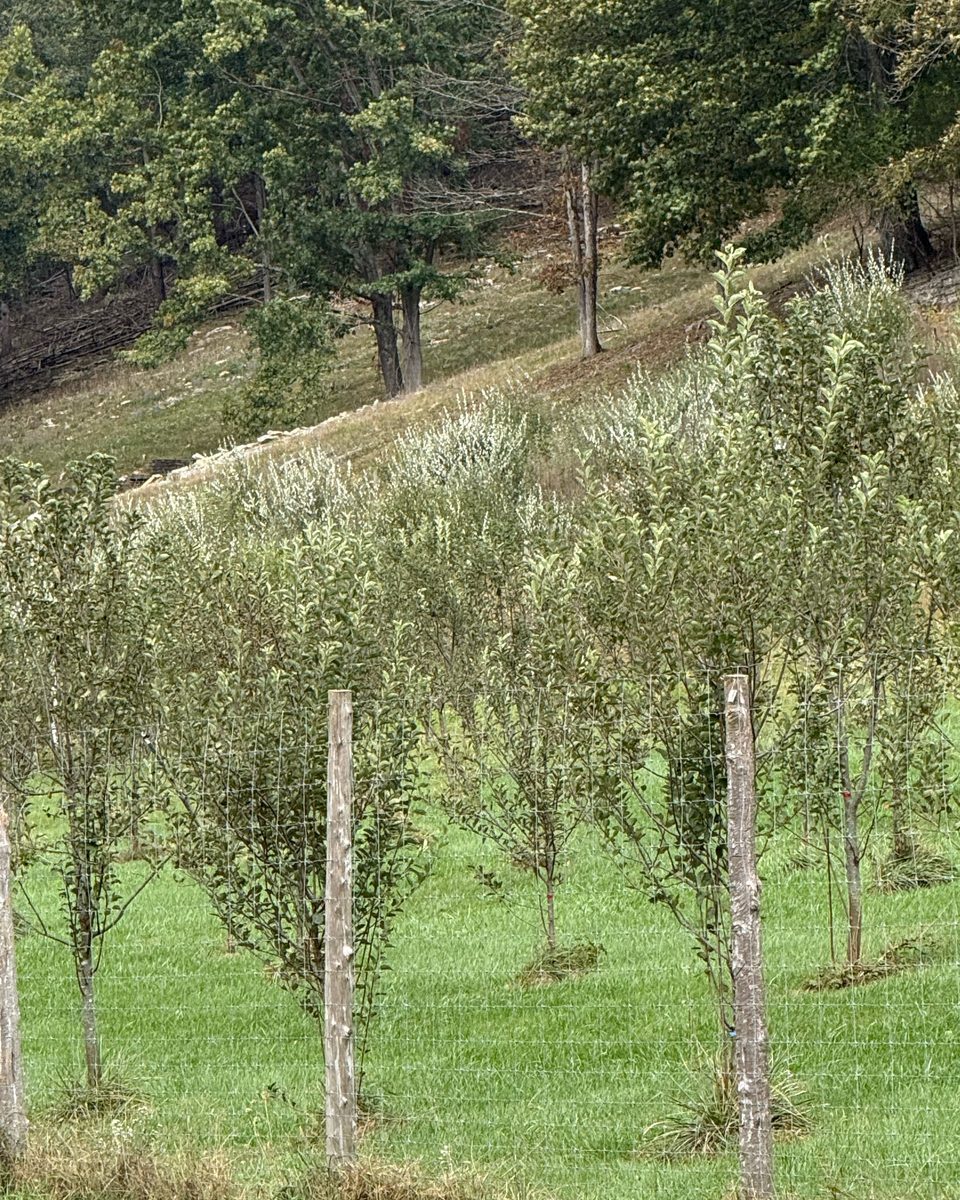 Rows of young apple trees behind weathered fence posts, wooded hillside beyond, Honey Tree Orchard & Apiary, October 2026