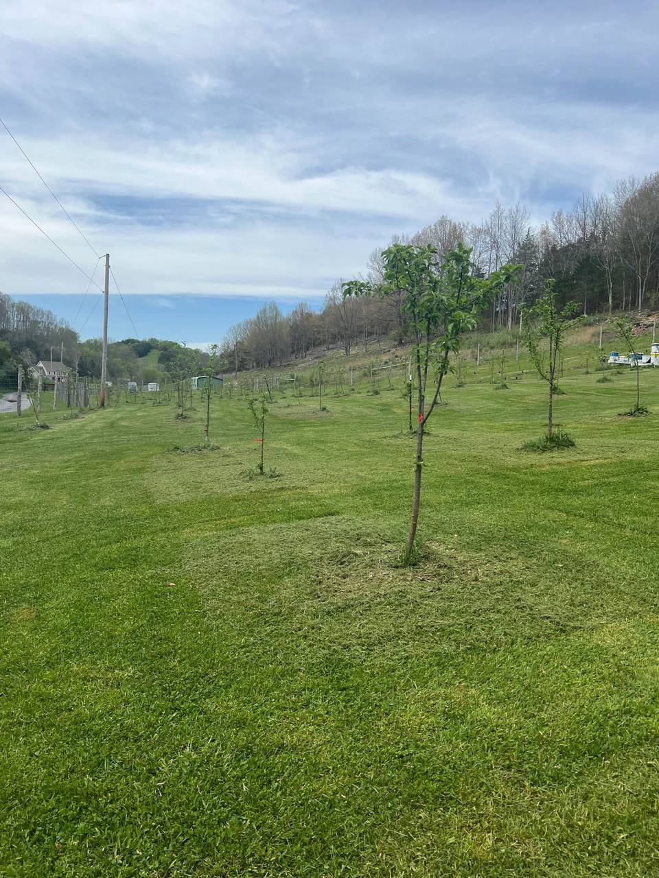 Apple trees in spring with bee hives in the distance at Honey Tree Orchard & Apiary, Cedar Bluff, Virginia