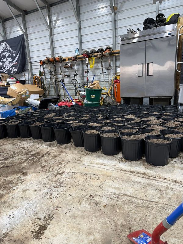 Empty nursery pots lined up on the barn floor