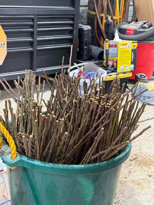 A bucket of dormant apple scion wood cuttings