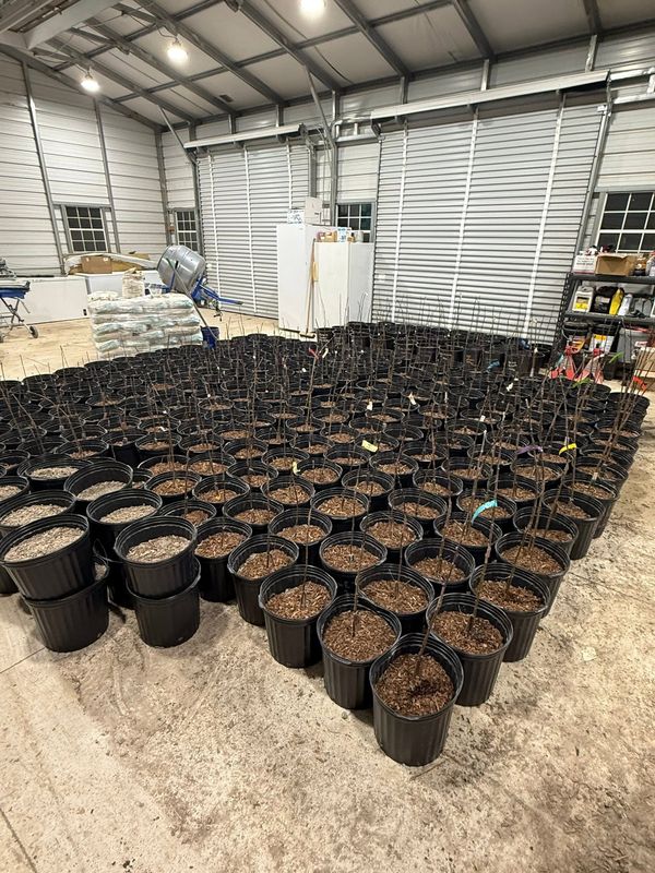 Hundreds of potted grafts in rows on the barn floor