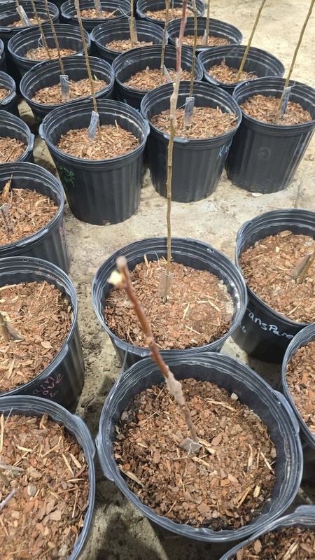Freshly grafted apple sticks in pots of bark mulch