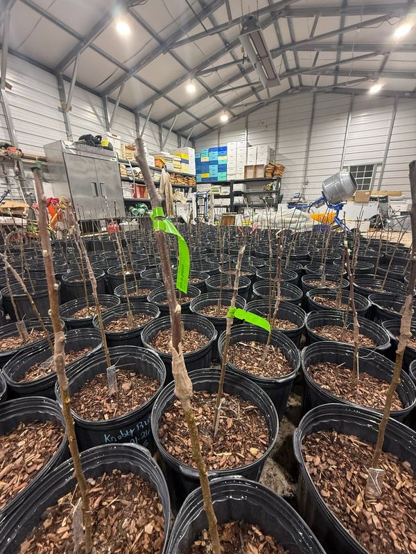 Rows of grafted apple sticks with marking tape