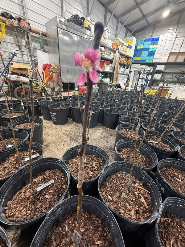 A pink apple blossom opening on a graft