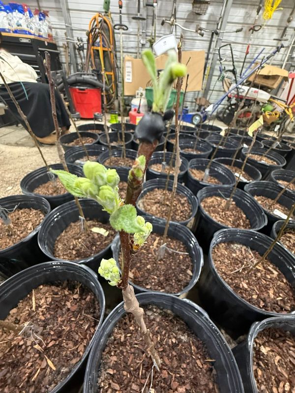 The first green leaves on a grafted apple