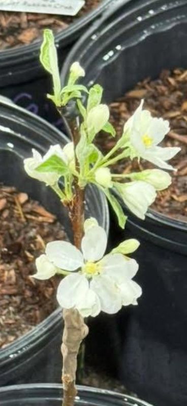 A white apple blossom on a graft, just before it was removed