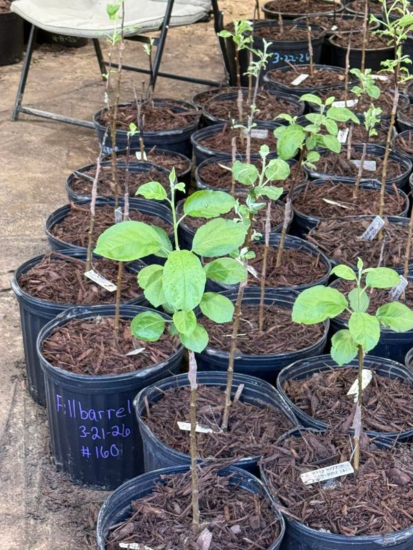 Grafted apple trees leafing out in their pots