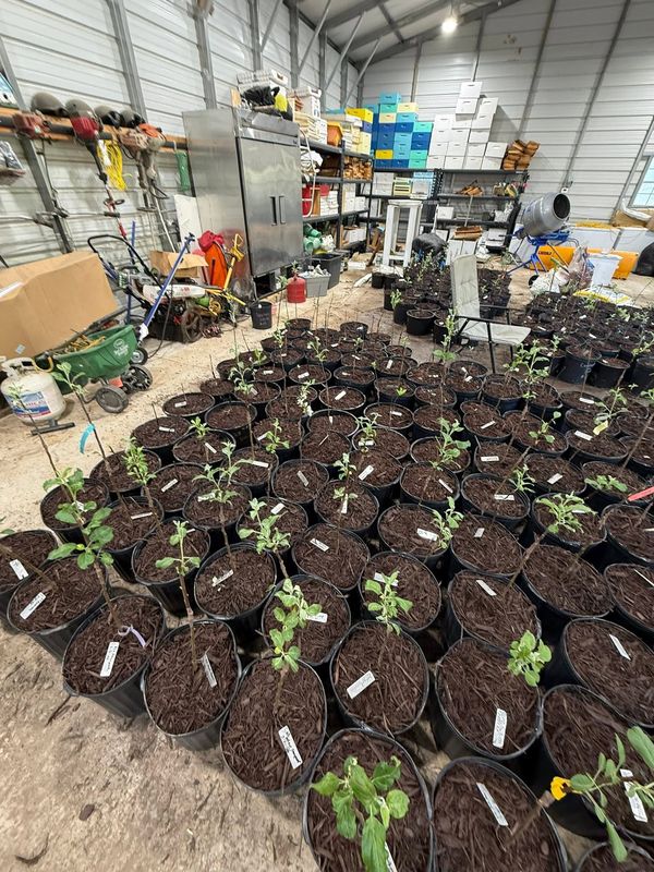 Rows of potted grafts in full leaf