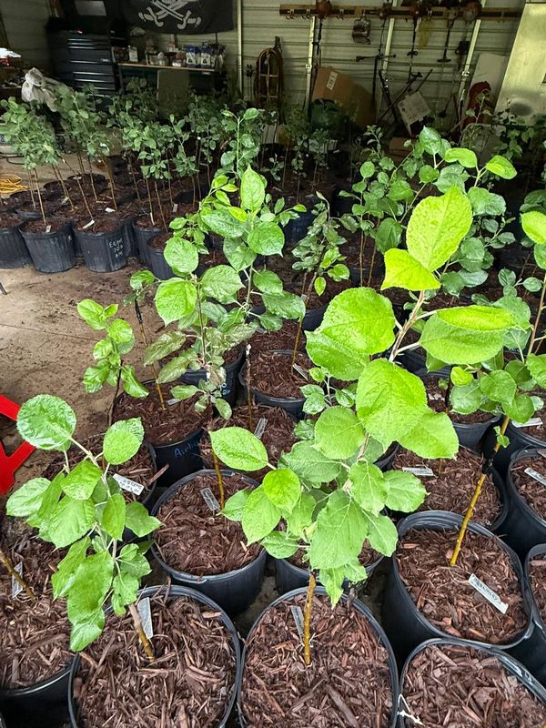 Leafy grafted apple trees growing under mist