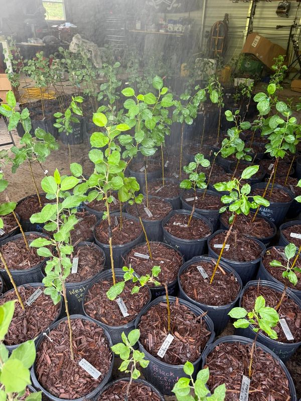 Grafted trees thriving in the greenhouse