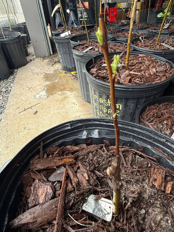 A late-sprouting graft pushing out its first leaves