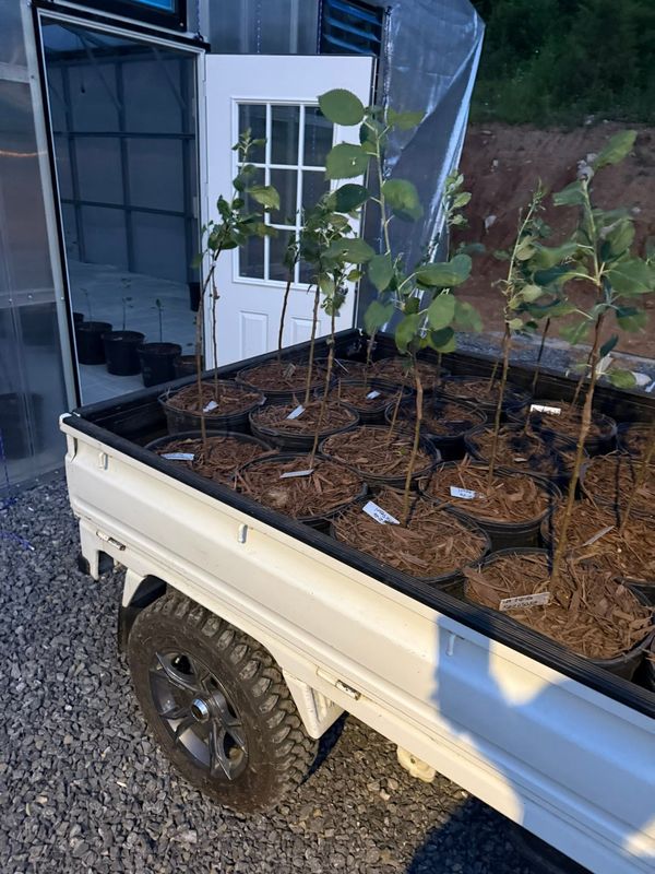 Potted grafts in the bed of the mini-truck