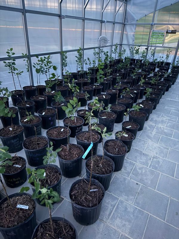 Rows of potted grafts settled inside the greenhouse