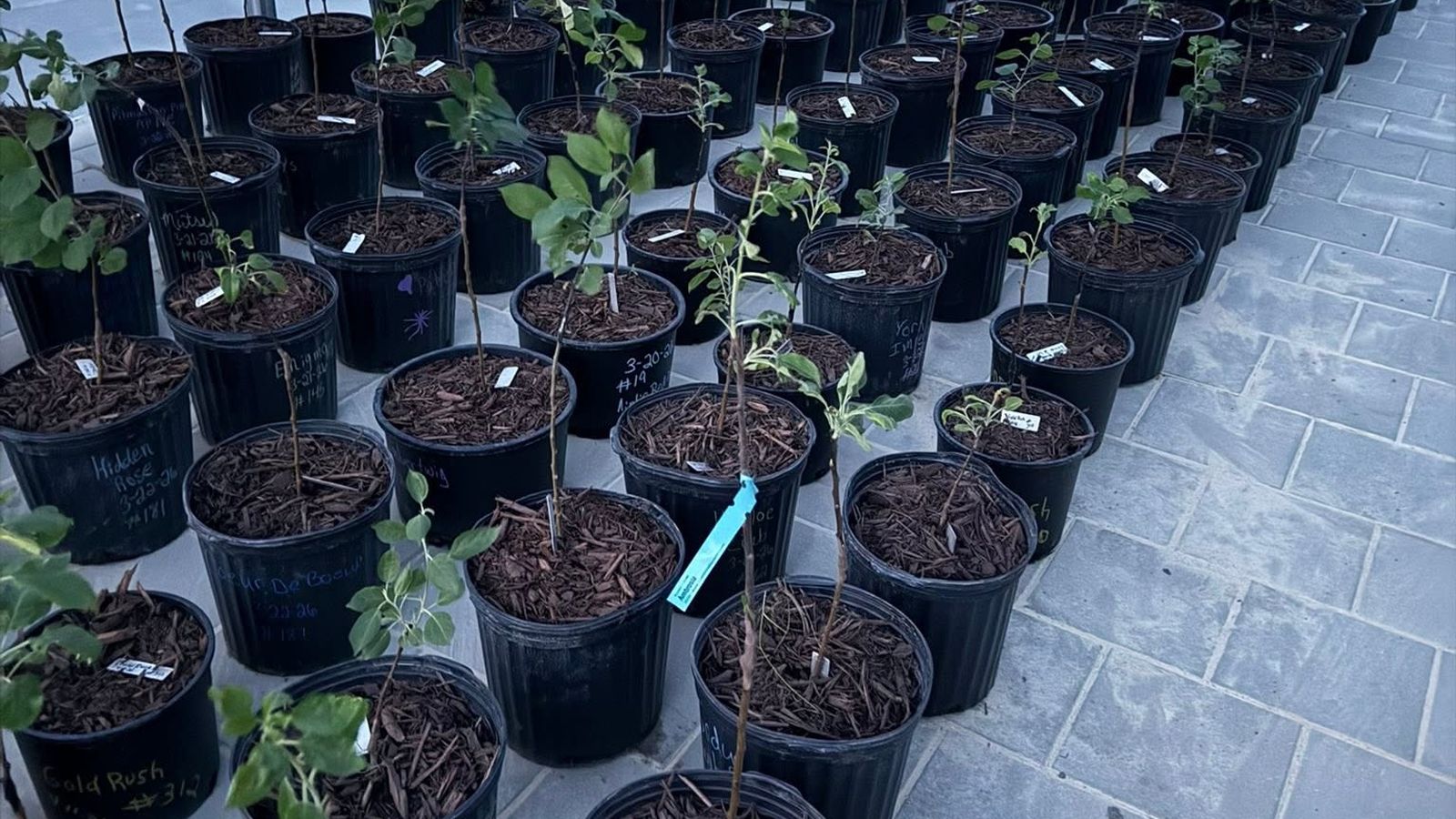 Rows of potted apple grafts growing in the greenhouse at Honey Tree Orchard & Apiary
