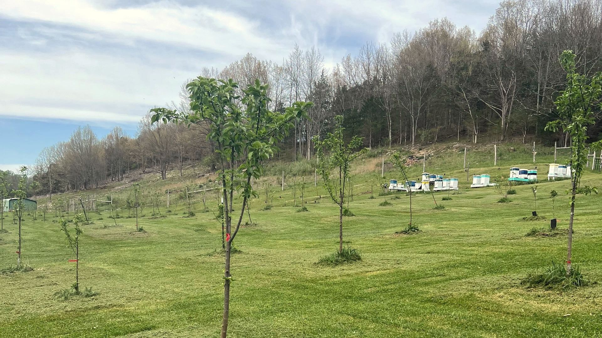 Young heirloom apple trees in rows, with white bee hives along the far edge of the orchard and wooded mountains beyond, at Honey Tree Orchard & Apiary in Cedar Bluff, Virginia