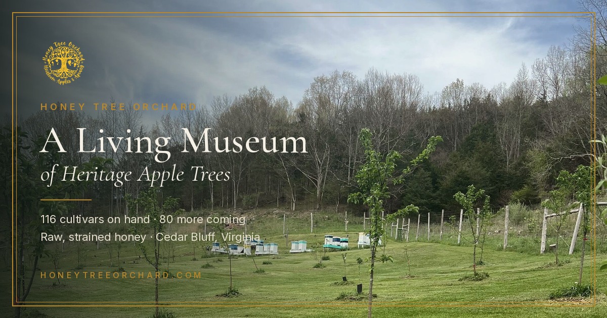 Jonry Tree Jonagold Apple: History & Taste | Honey Tree Orchard & Apiary