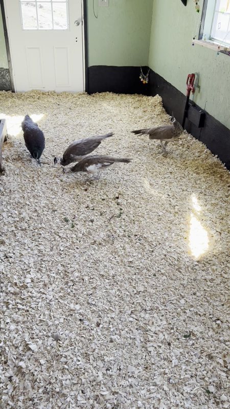 Several peafowl wandering across the shavings