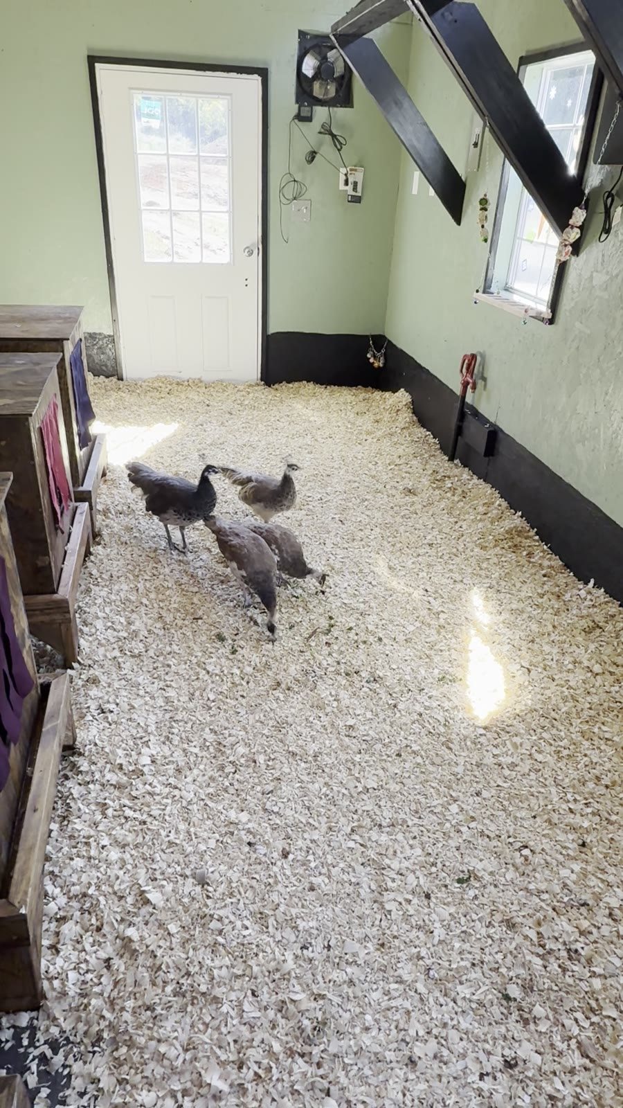 Peafowl settled in their finished house at Honey Tree Orchard & Apiary