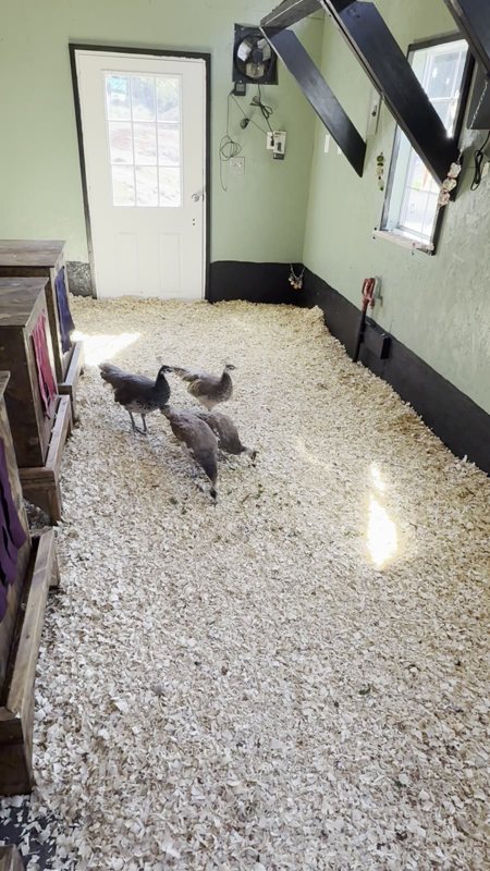 Peafowl gathered beneath the roosts in their new house