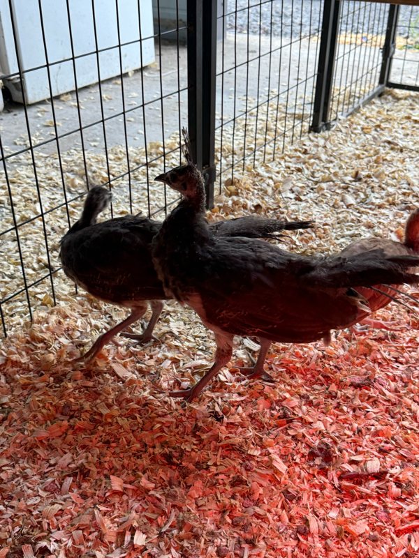 Two young peachicks standing on wood shavings under a warm red heat lamp