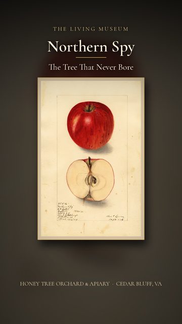 Northern Spy apple, a short film