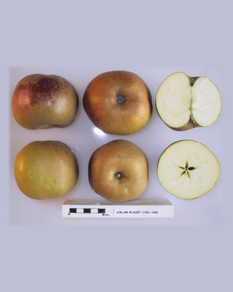 Photo of Acklam Russet apples