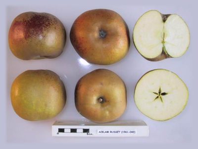 Photo of Acklam Russet apples