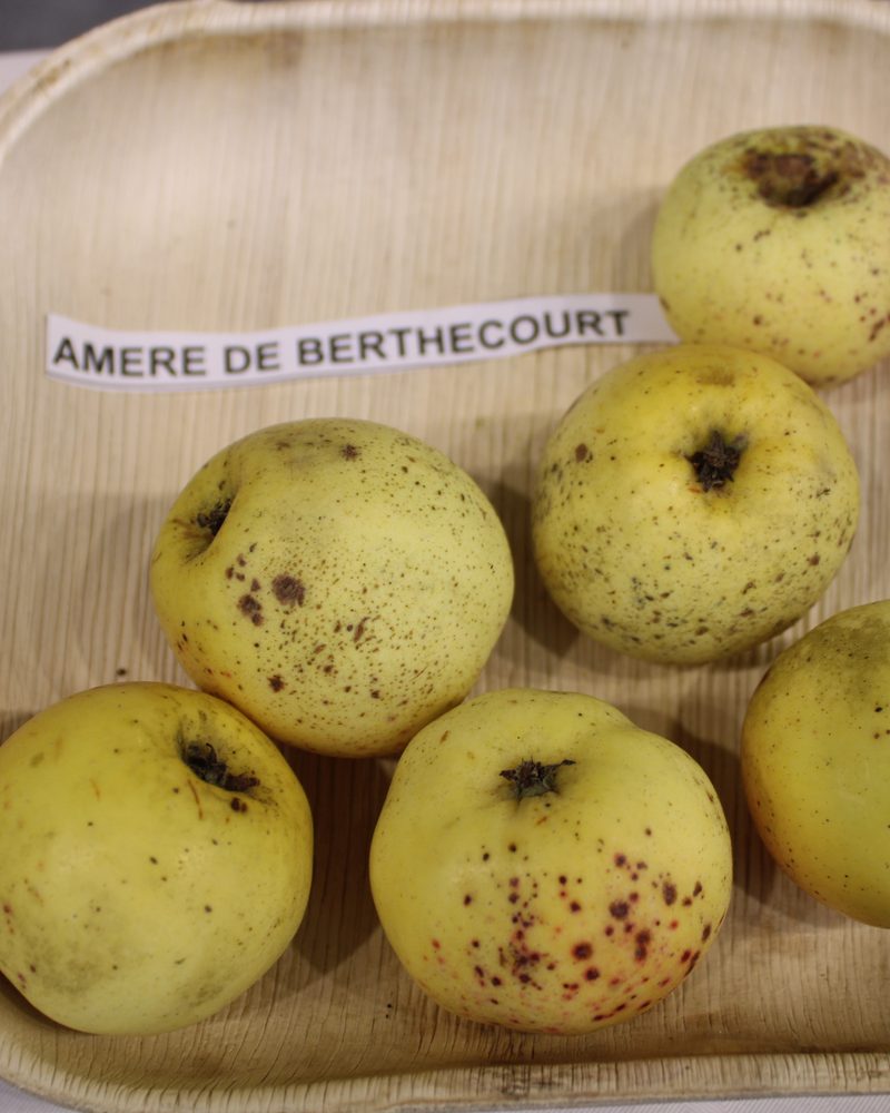 Photo of Amère de Berthecourt apples