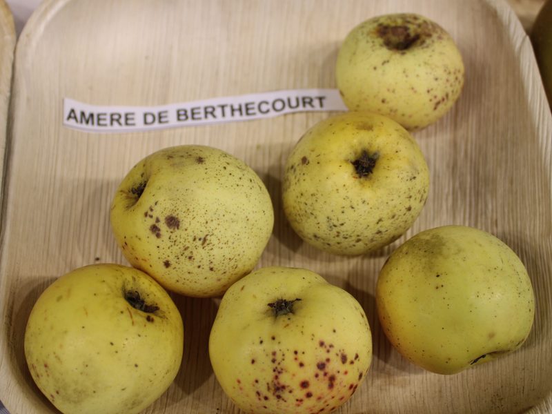 Photo of Amère de Berthecourt apples