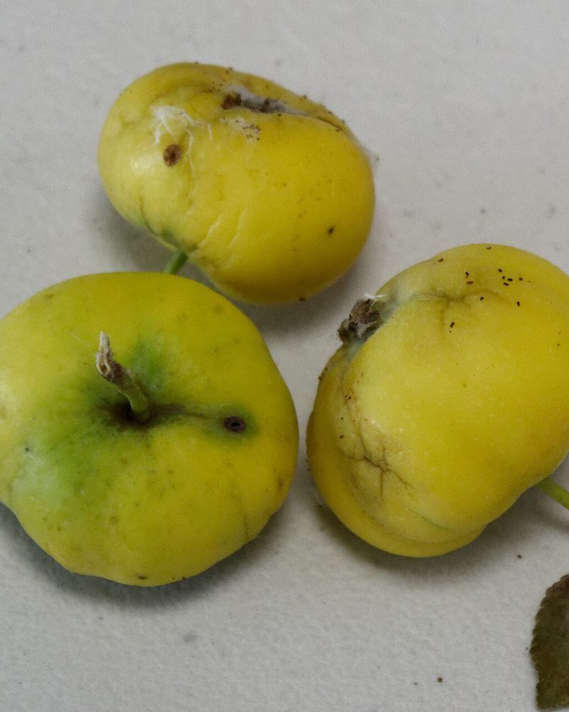 Photo of Api Etoile apples
