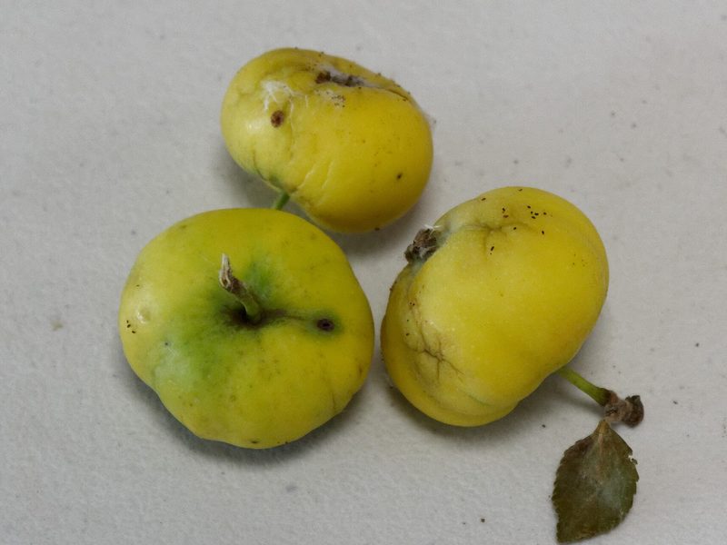 Photo of Api Etoile apples