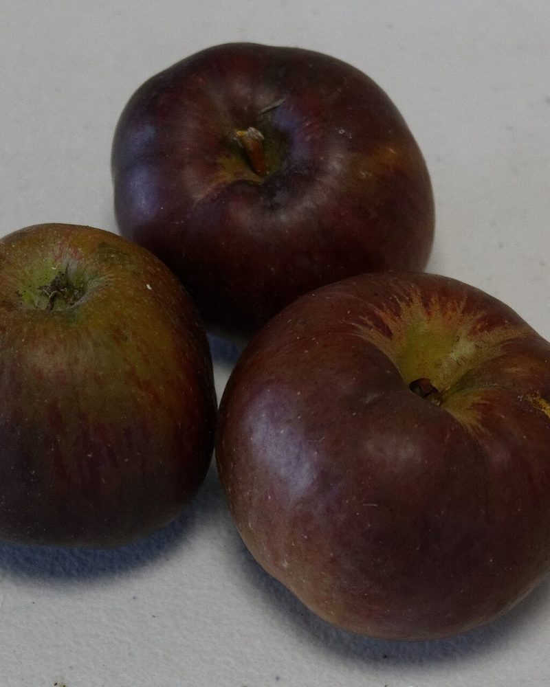 Photo of Api Noir apples