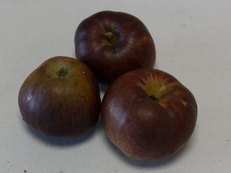 Photo of Api Noir apples
