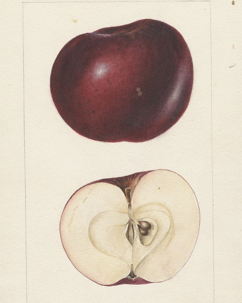 Arkansas Black apple, USDA pomological watercolor by Deborah Griscom Passmore, 1895